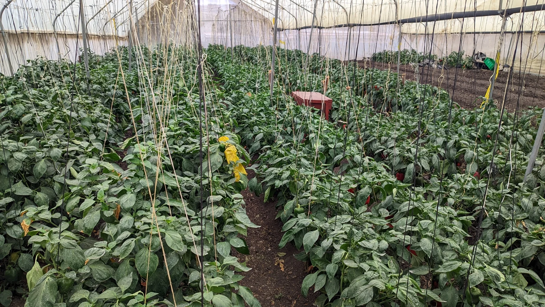 Crops growing under greenhouse cover