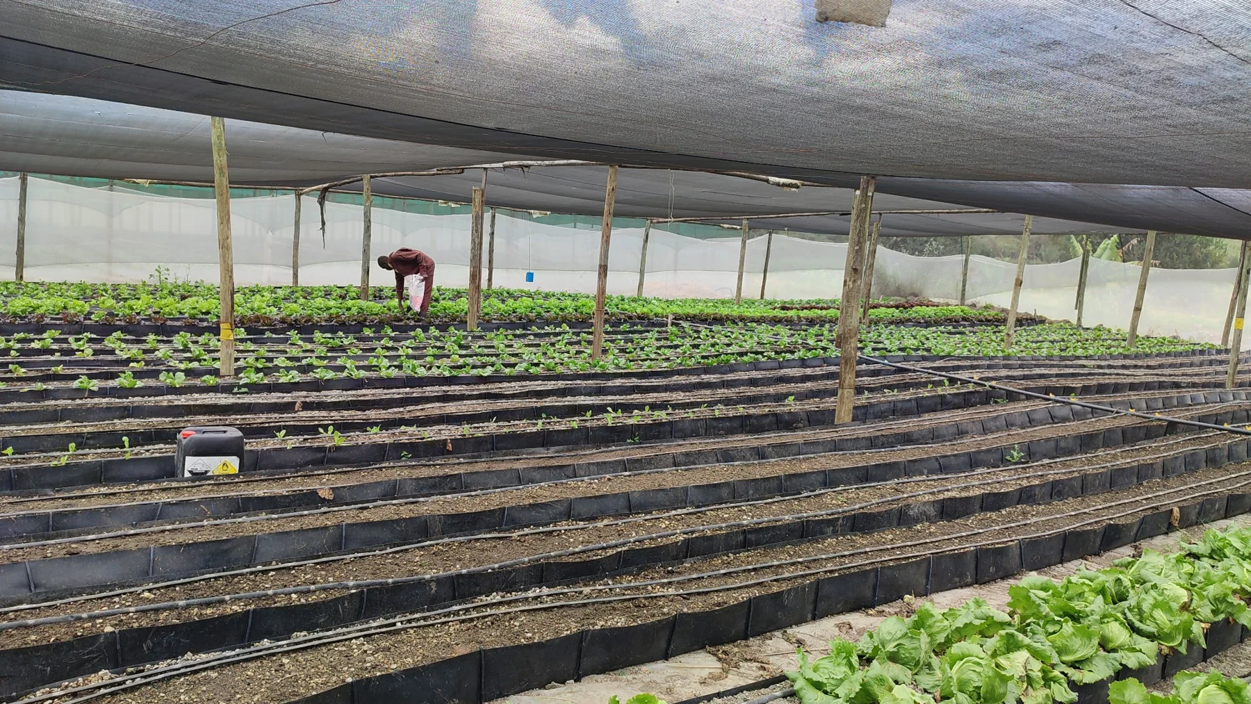 Seedling beds under shade